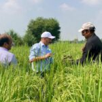 The Truth About Aavmaal—Why Farmers Are Switching Now