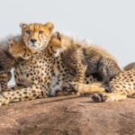 The Habitats of Lūš: Where to Find These Majestic Creatures
