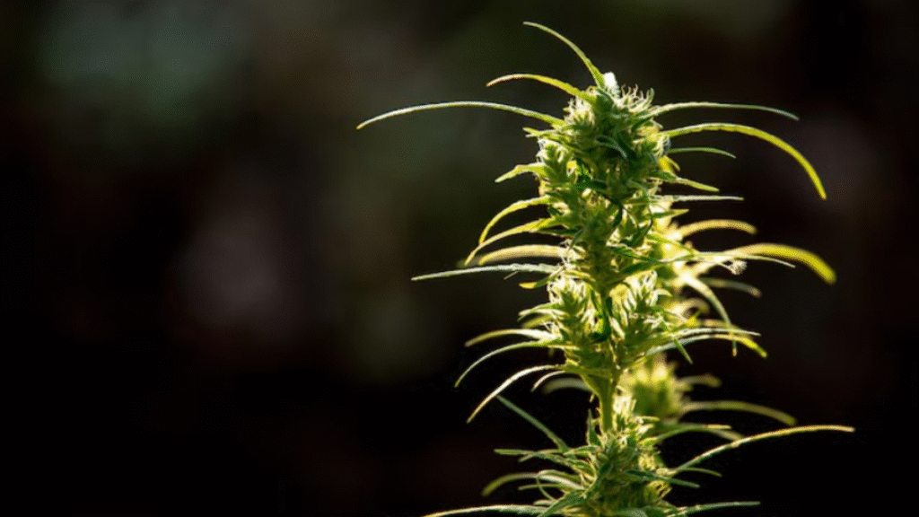 THCA Unveiled: The A-to-Z of This Non-Psychoactive Cannabinoid and Its Transformative Power