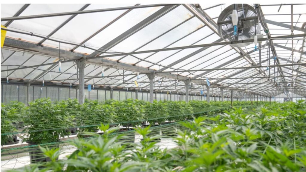 Access Control for Cannabis Facilities: Ensuring Compliance and Security