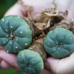 Understanding Mescaline: A Journey into the World of Natural Psychedelics