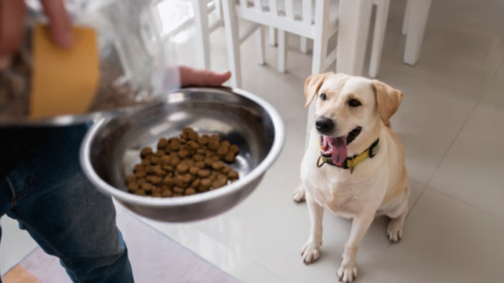 Why Australian-Made Pet Food Is Becoming a Trusted Choice for Pet Owners
