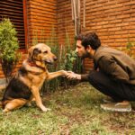 What to Expect from Professional Dog Training Services in Houston