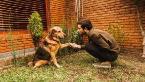 Professional Dog Training Services