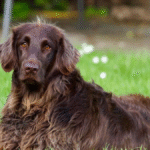 Top Reasons Regular Care Boosts Your Pet’s Well-being
