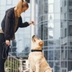 Key Questions To Ask Houston Dog Trainers Before Hiring