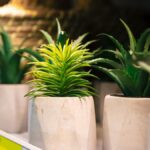 Enhance Your Garden with Stylish Glazed Ceramic Pots