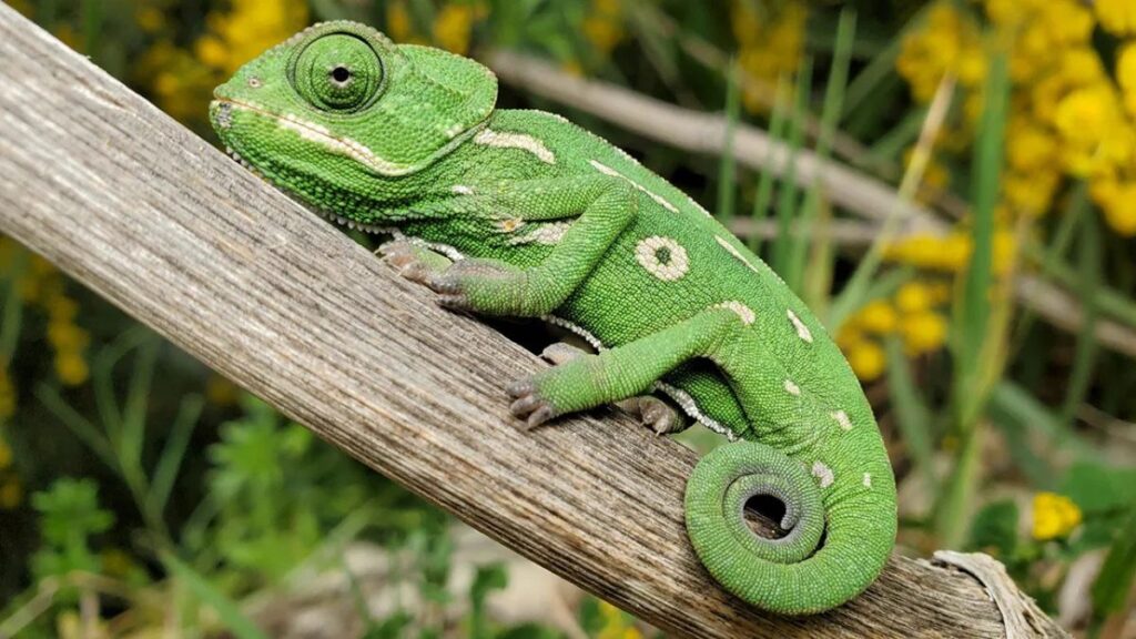 Chameleónovité Species Spotlight: A Journey Through Their Diversity