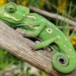 Chameleónovité Species Spotlight: A Journey Through Their Diversity