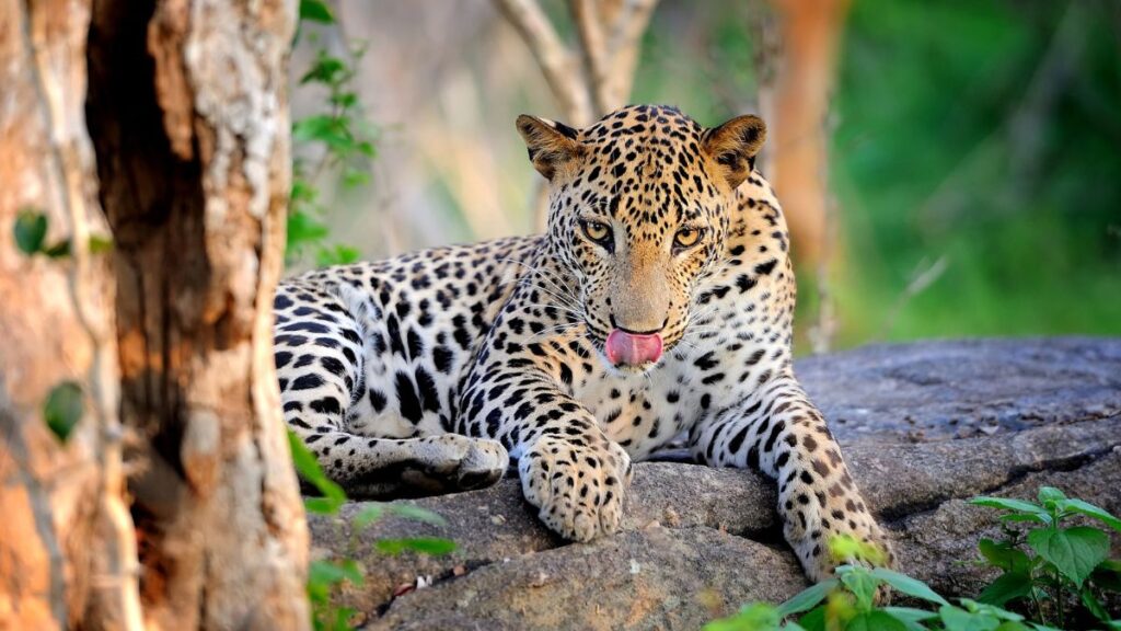 Exploring Liopad: Revolutionizing Your Blogging Experience