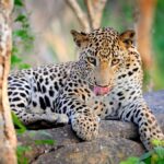 Exploring Liopad: Revolutionizing Your Blogging Experience