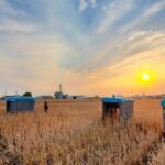 Discovering Mannacote: The Hidden Gem of Modern Agriculture