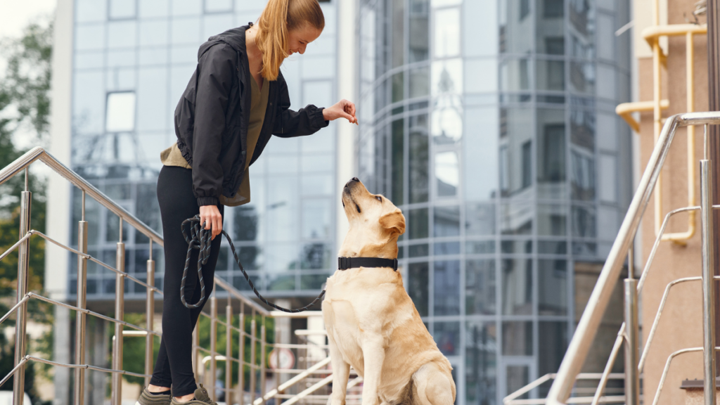 How Professional Dog Training Helps Build Lifelong Bonds