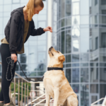 How Professional Dog Training Helps Build Lifelong Bonds