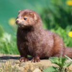 The Allure of En Mink: Exploring Its Role in Fashion and Sustainability