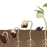 Germinatoire Techniques: Tips for Successful Plant Growth