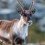 Meet Your Local Viltnemnda: Who They Are and What They Do