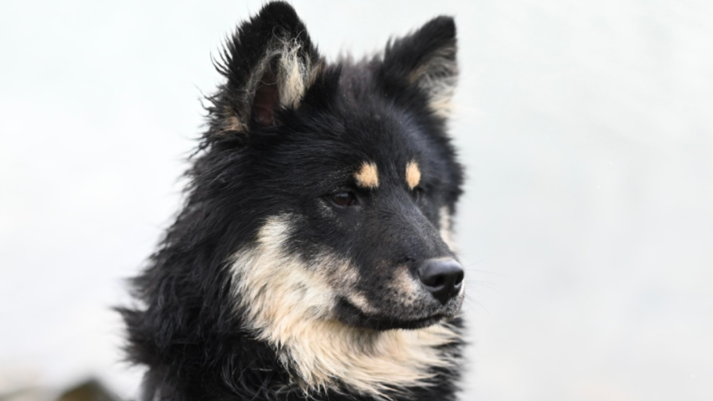 The Importance of Regular Pet Grooming for Health and Comfort