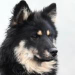 The Importance of Regular Pet Grooming for Health and Comfort